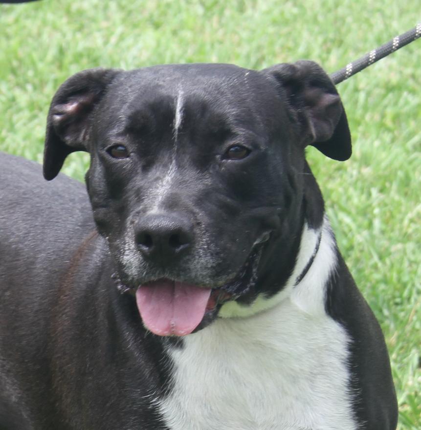 Betty (Spayed) (Empty-Nester) (Photos 6/16/2025)