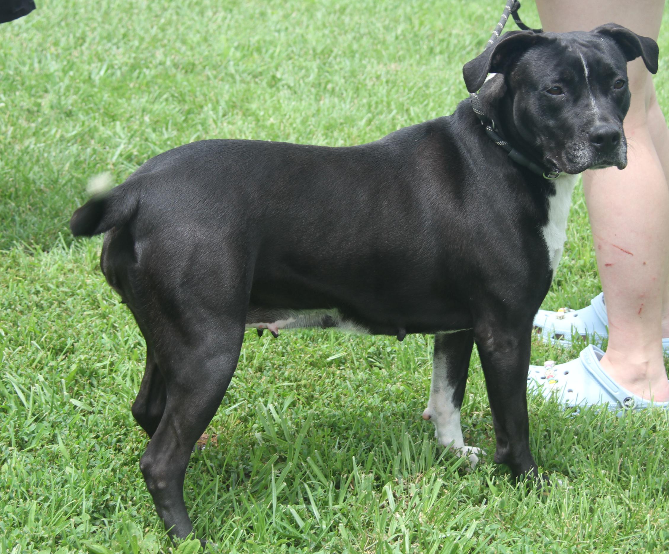 Betty (Spayed) (Empty-Nester) (Photos 6/16/2025)