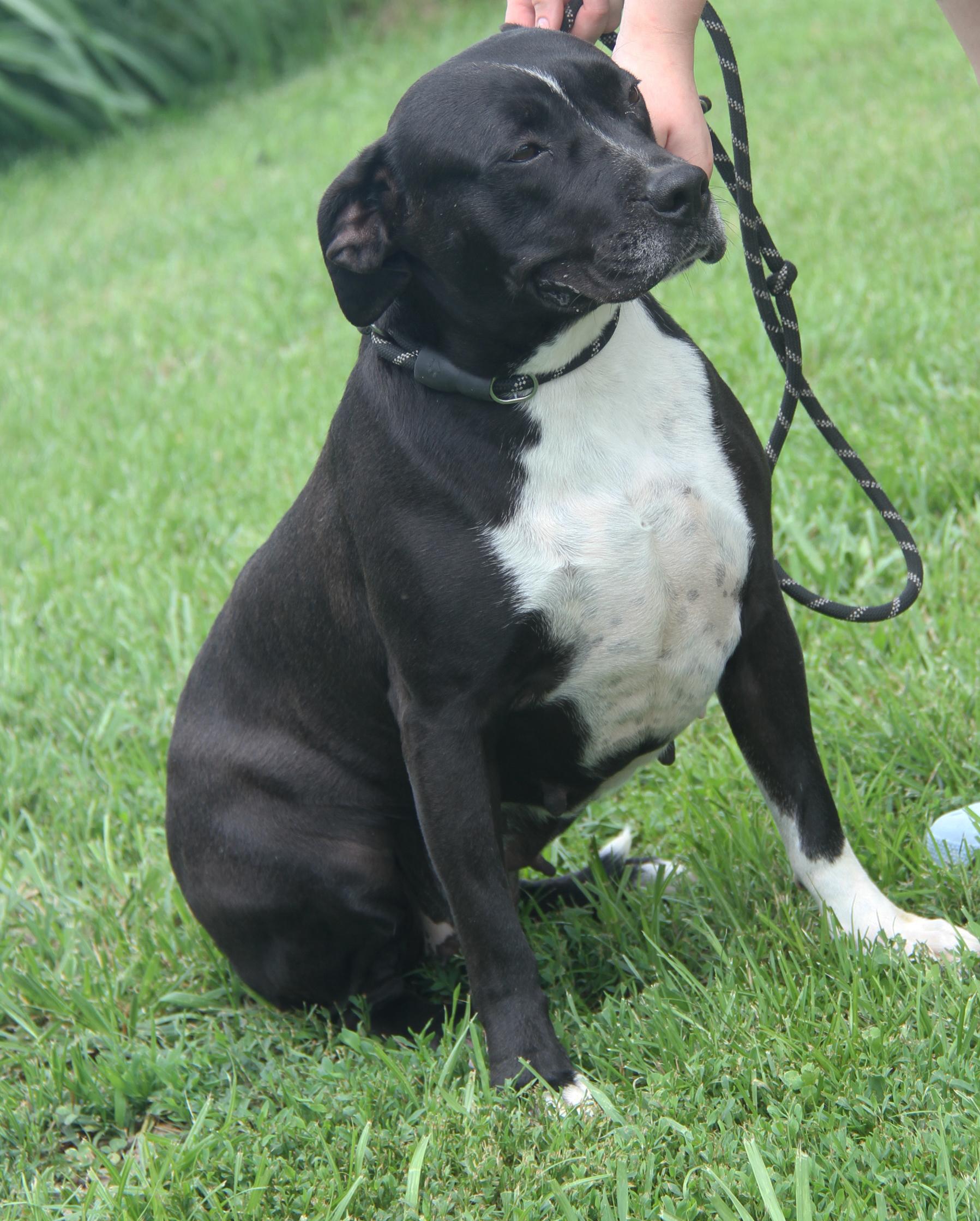 Betty (Spayed) (Empty-Nester) (Photos 6/16/2025)