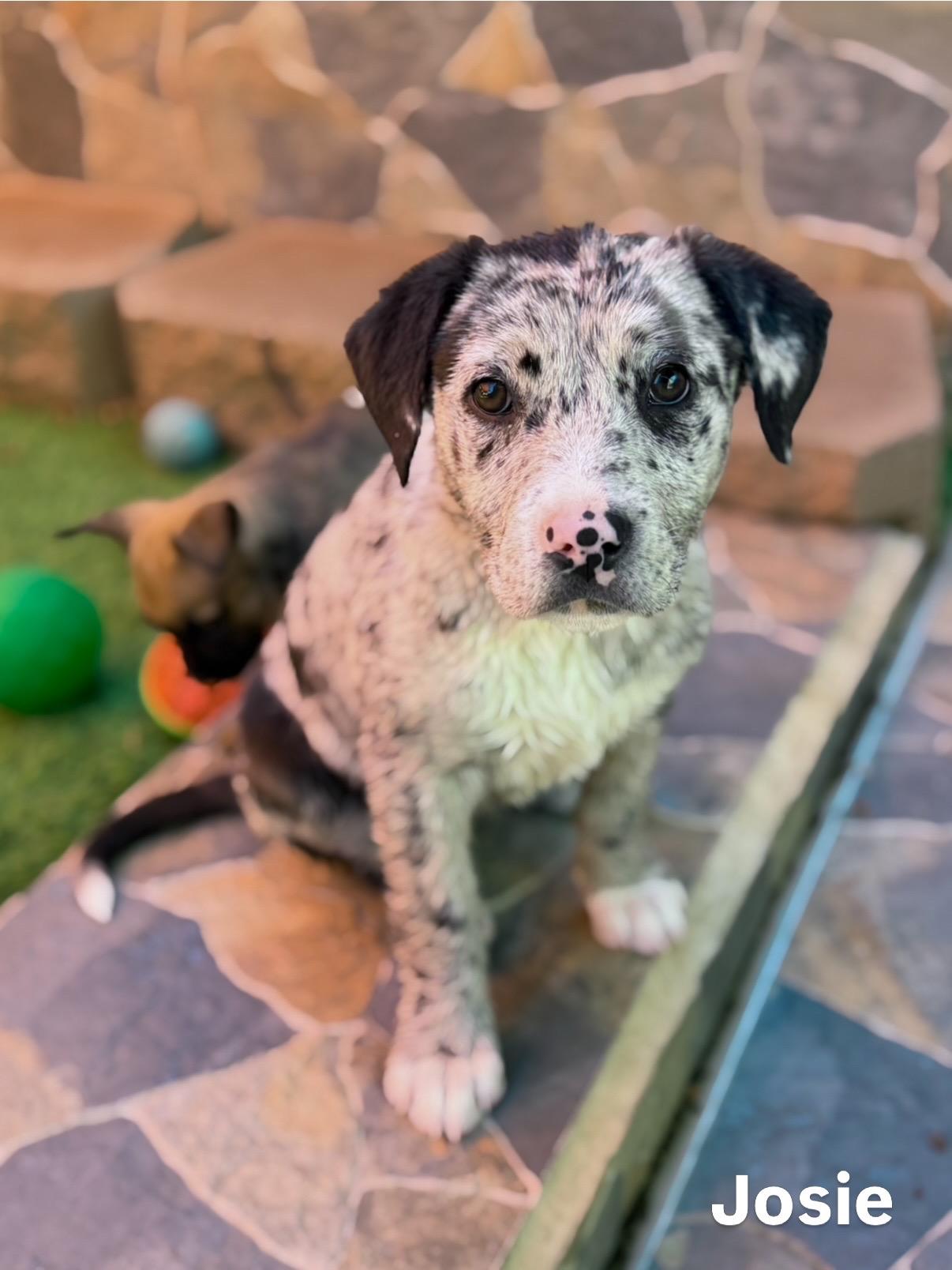 Enlarge Pit / Catahoula Pups, an adopted mixed breed in Glendale, AZ image 4/5