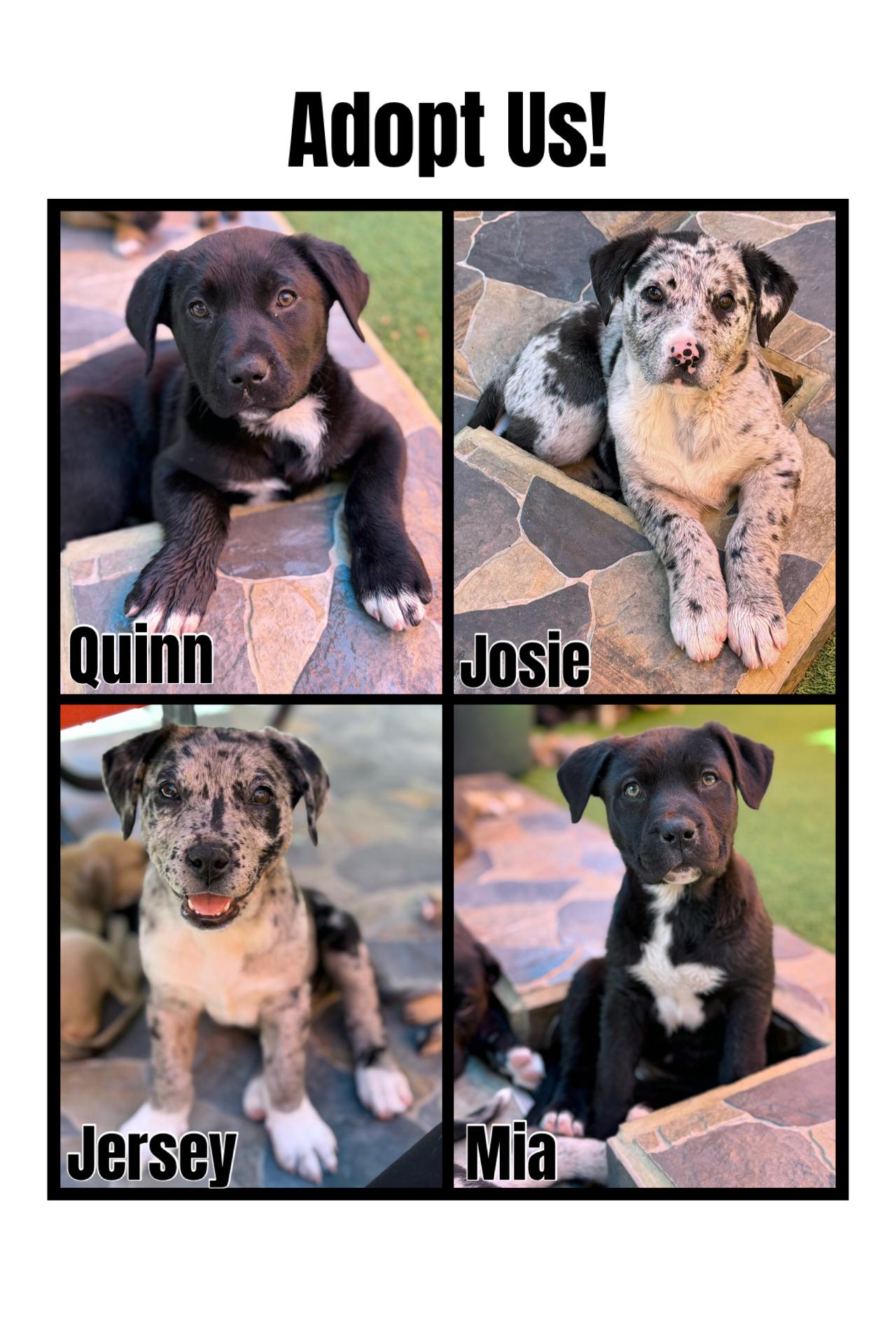 Pit / Catahoula Pups, adopted, Young Female Pit Bull Terrier & Catahoula Leopard Dog.