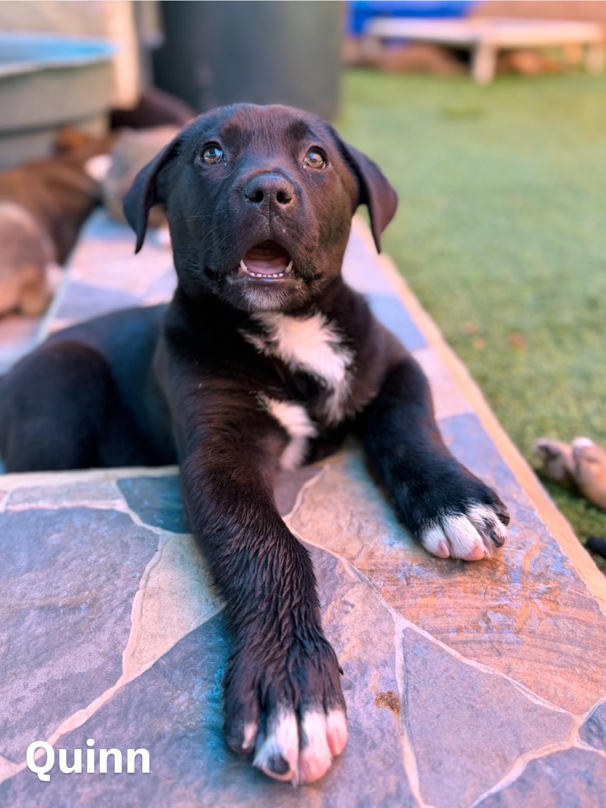 Enlarge Pit / Catahoula Pups, an adopted mixed breed in Glendale, AZ image 5/5