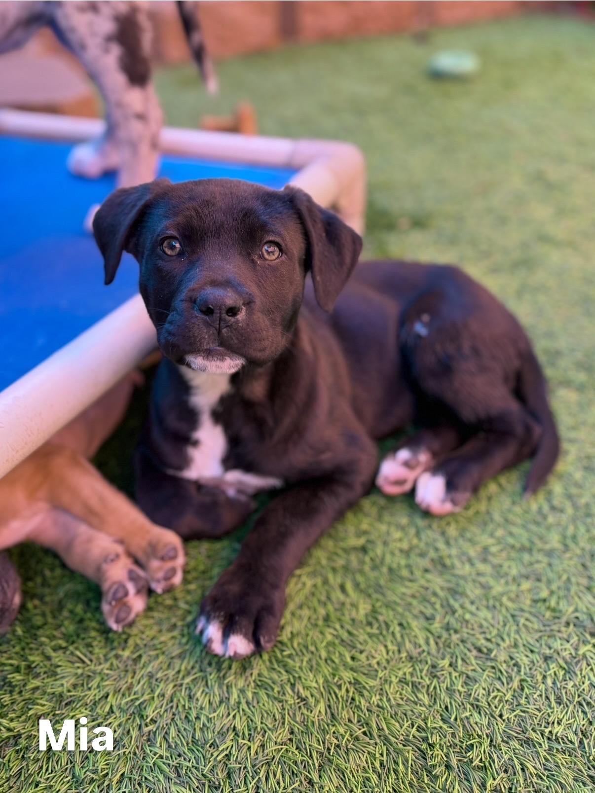 Enlarge Pit / Catahoula Pups, an adopted mixed breed in Glendale, AZ image 3/5