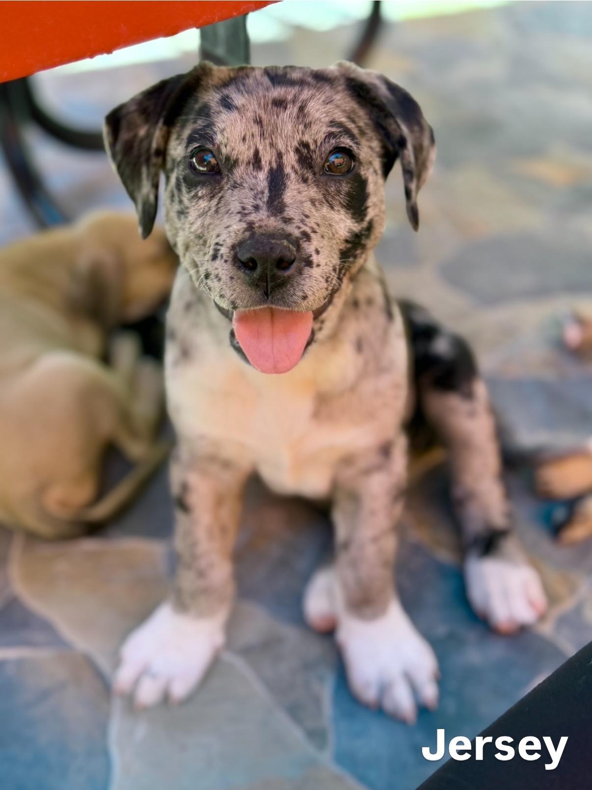Enlarge Pit / Catahoula Pups, an adopted mixed breed in Glendale, AZ image 2/5