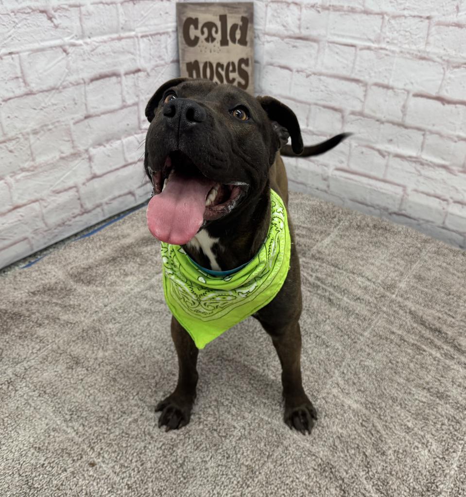 Enlarge Northern Sky, a Adoptable mixed breed in Detroit, MI image 1/6