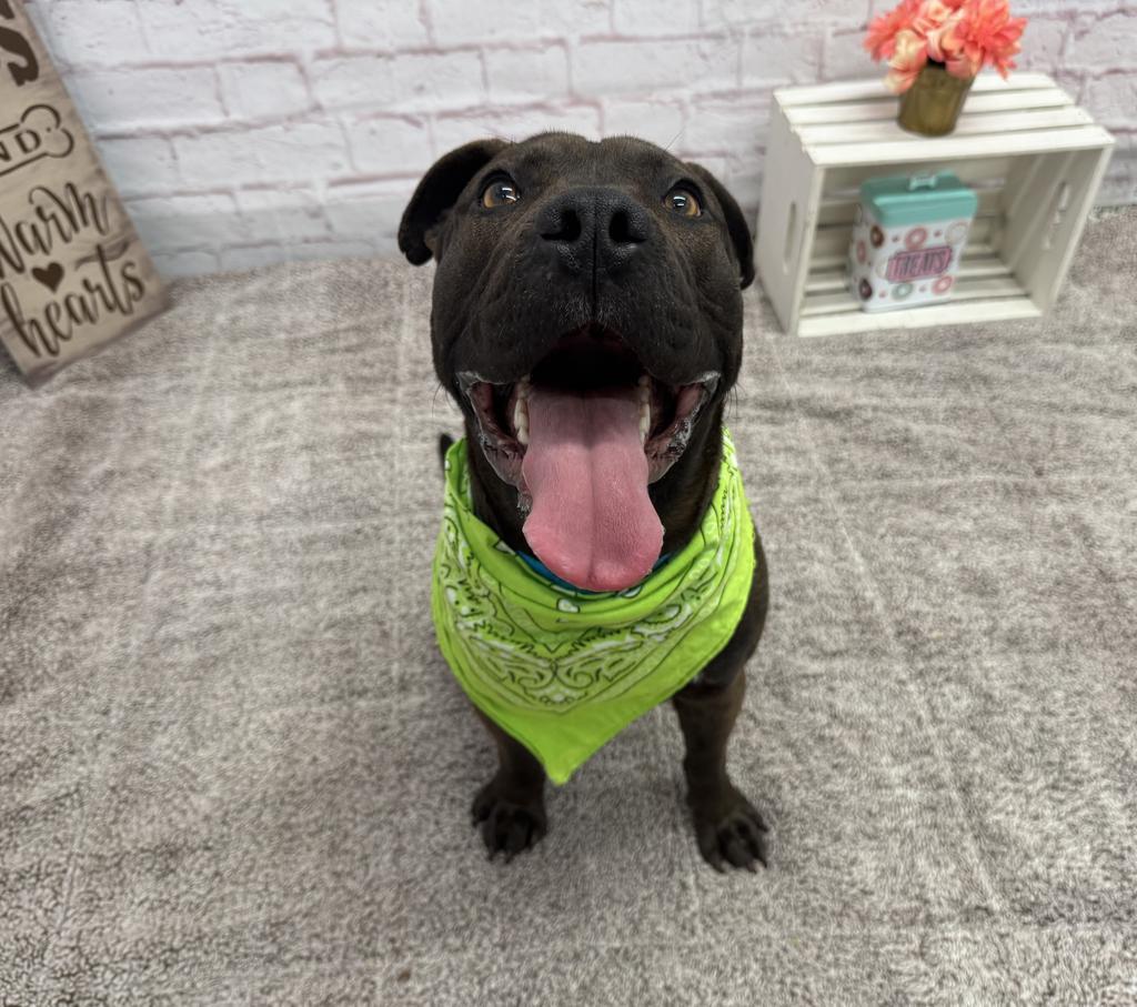 Enlarge Northern Sky, a Adoptable mixed breed in Detroit, MI image 2/6