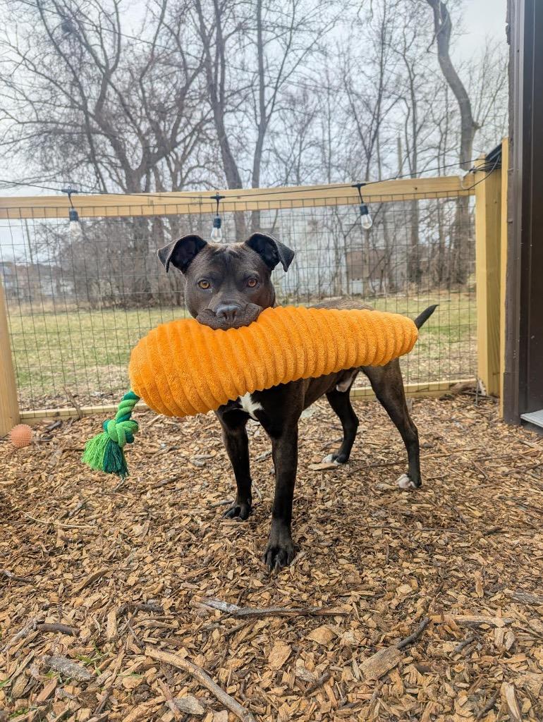 Enlarge Northern Sky, a Adoptable mixed breed in Detroit, MI image 1/6