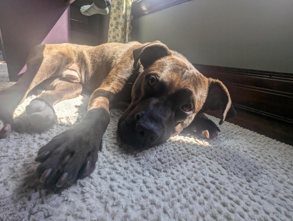 Enlarge Northern Sky, a Adoptable mixed breed in Detroit, MI image 2/6