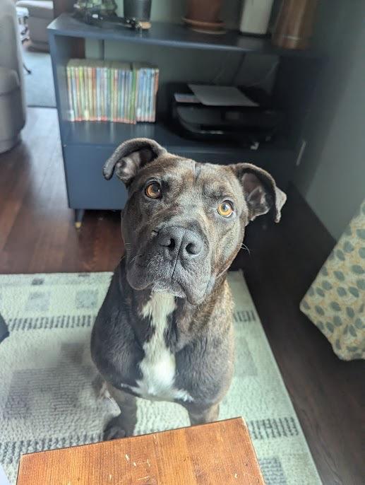 Enlarge Northern Sky, a Adoptable mixed breed in Detroit, MI image 3/6