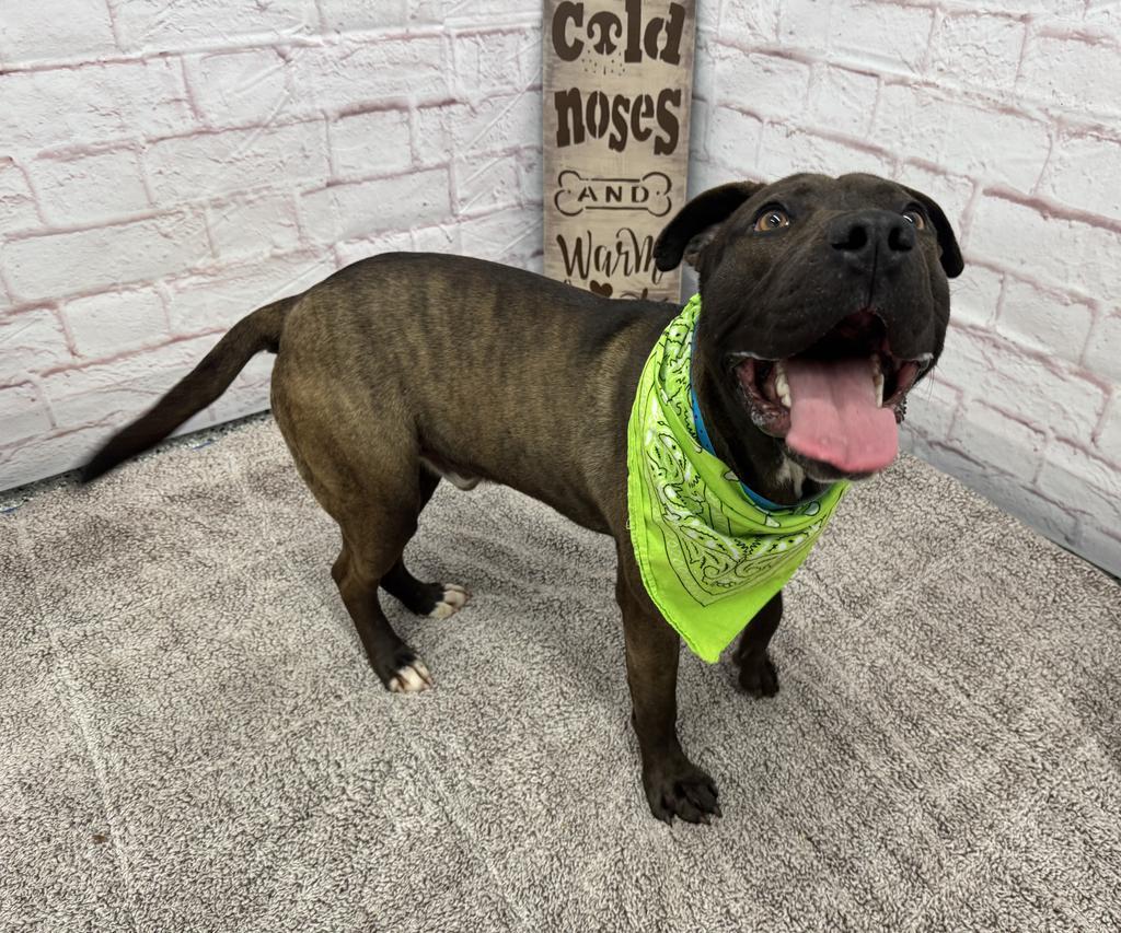 Enlarge Northern Sky, a Adoptable mixed breed in Detroit, MI image 3/6