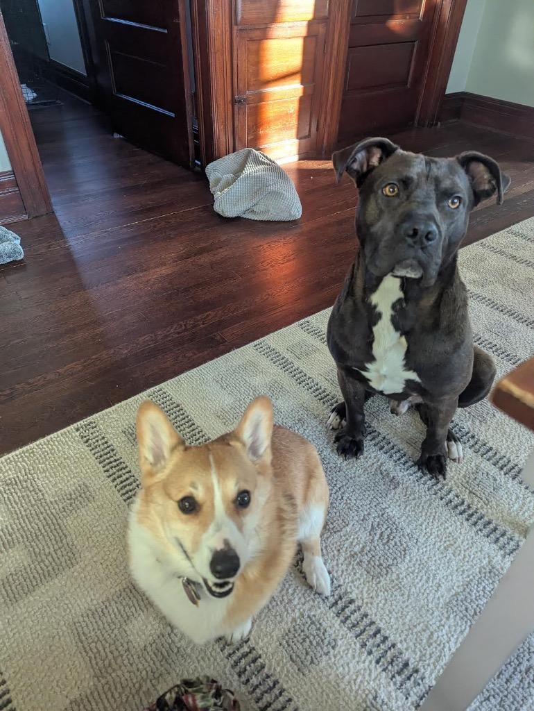 Enlarge Northern Sky, a Adoptable mixed breed in Detroit, MI image 5/6