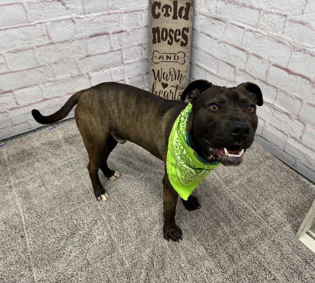 Enlarge Northern Sky, a Adoptable mixed breed in Detroit, MI image 4/6