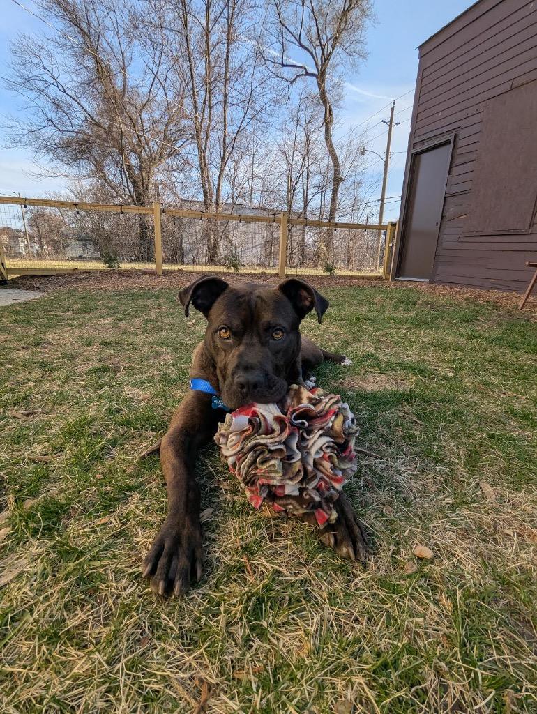 Enlarge Northern Sky, a Adoptable mixed breed in Detroit, MI image 6/6