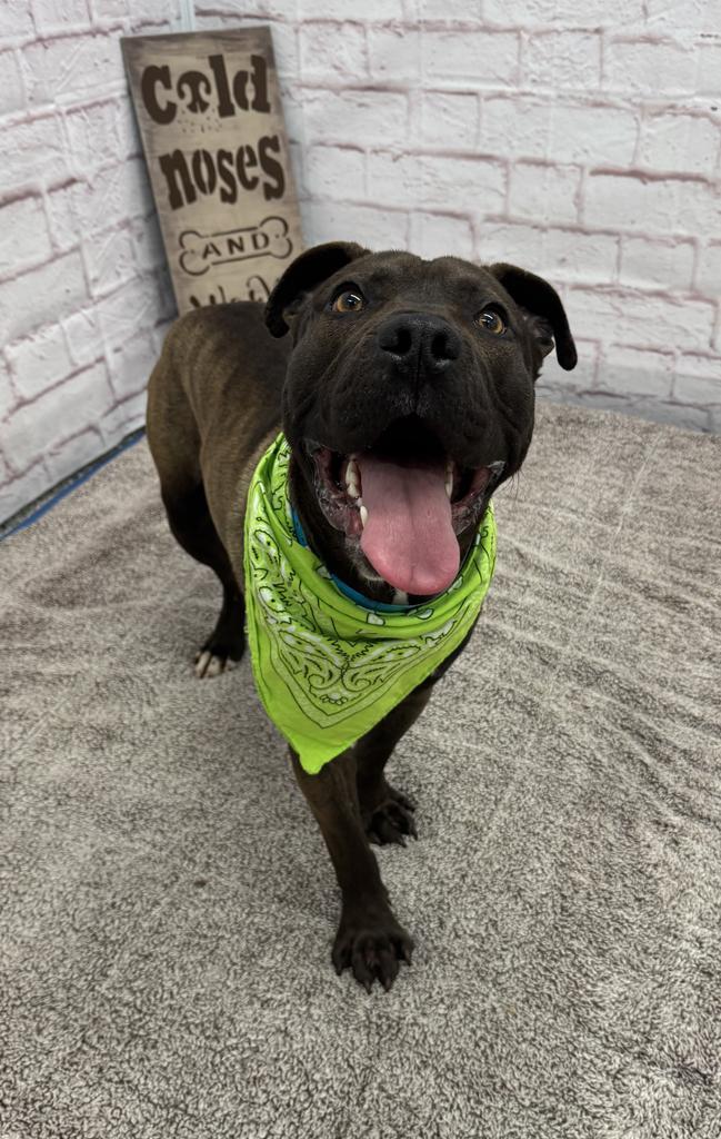 Enlarge Northern Sky, a Adoptable mixed breed in Detroit, MI image 5/6