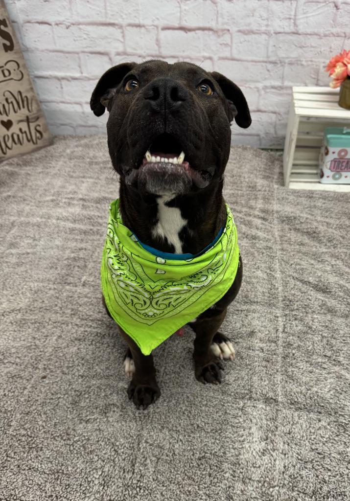 Enlarge Northern Sky, a Adoptable mixed breed in Detroit, MI image 6/6