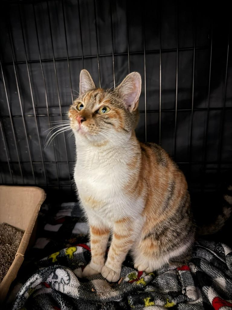 Aubrey, a Adoptable mixed breed in Los Angeles, CA image 1/6