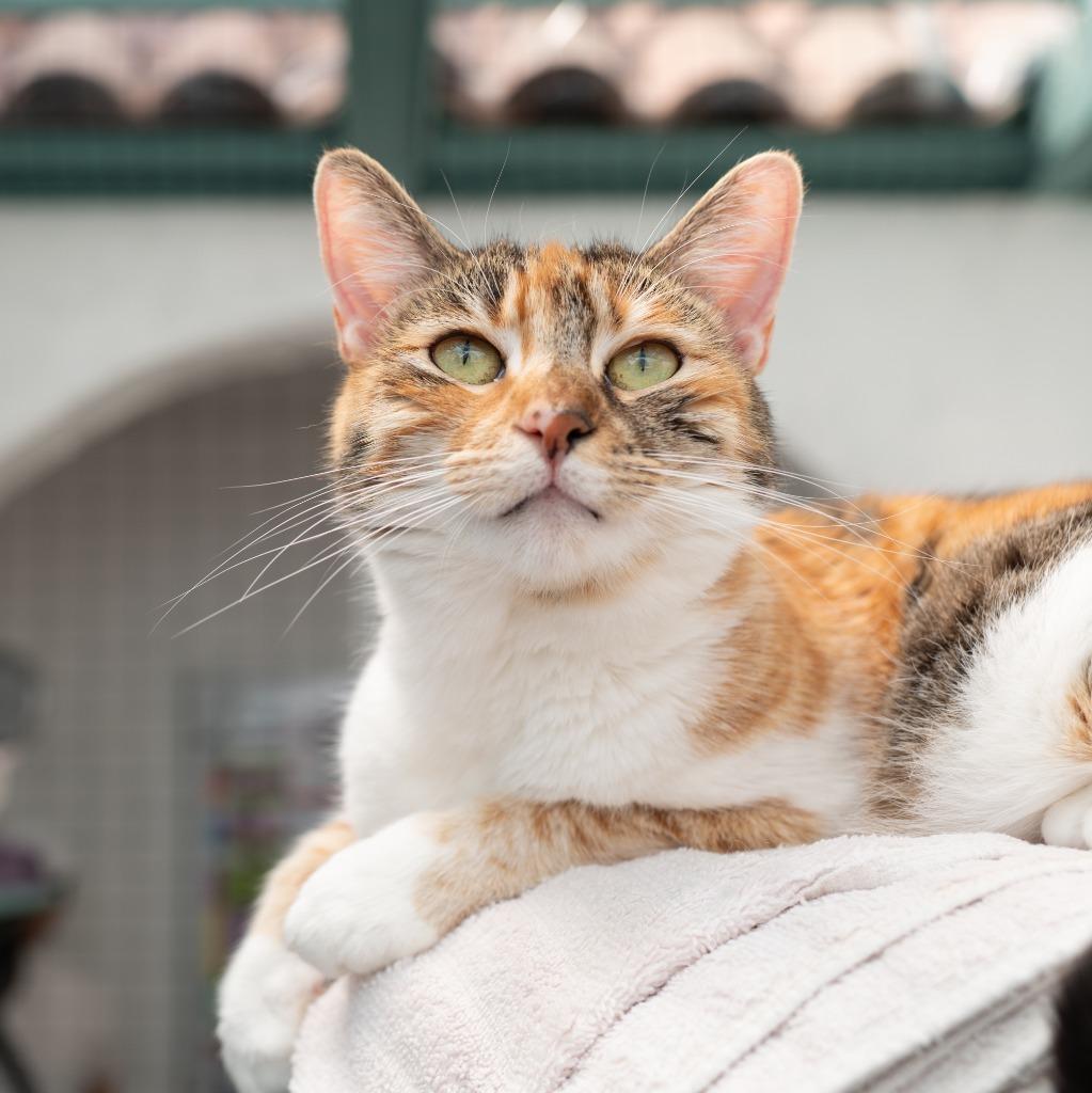 Aubrey, a Adoptable mixed breed in Los Angeles, CA image 5/6