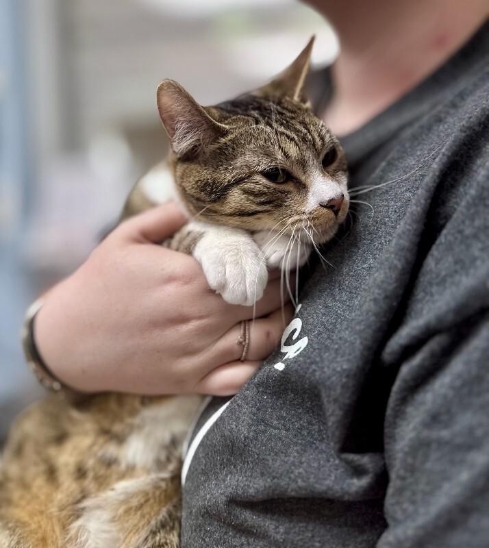 Dapper, Adoptable, Adult Male Domestic Short Hair.