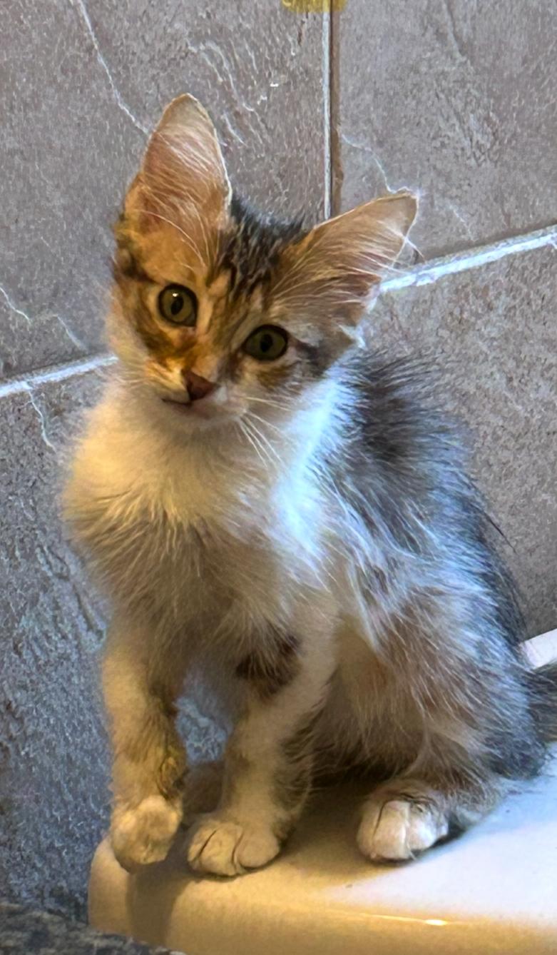 Enlarge Glub, a ADOPTABLE Domestic Medium Hair in Clearwater, FL image 2/2