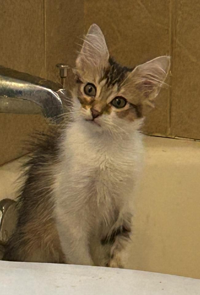 Glub, ADOPTABLE, Kitten Female Domestic Medium Hair.