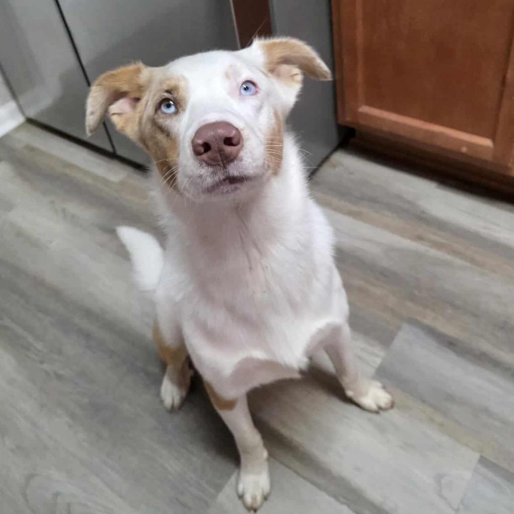 Apollo