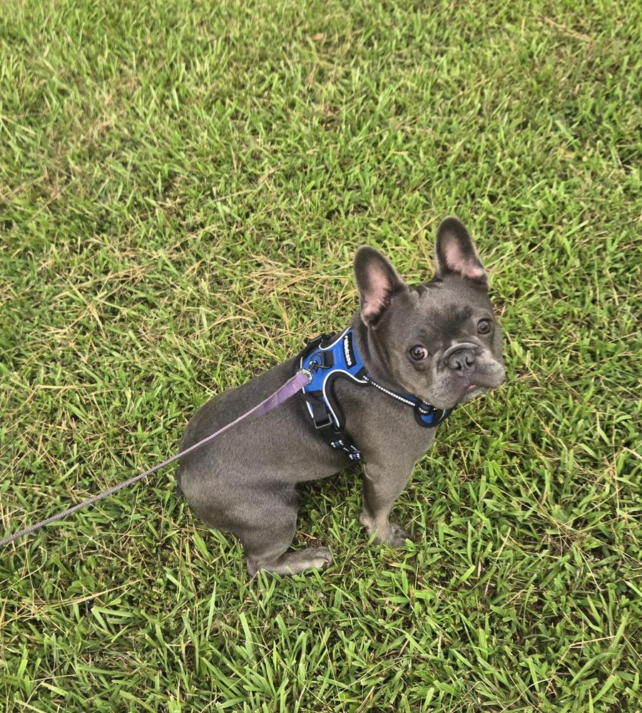 Enlarge Bo Frenchie, a Adoptable French Bulldog in Gillsville, GA image 1/2