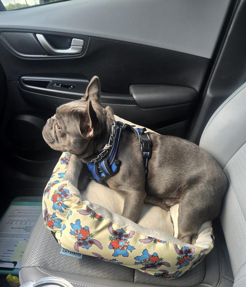 Enlarge Bo Frenchie, a Adoptable French Bulldog in Gillsville, GA image 2/2