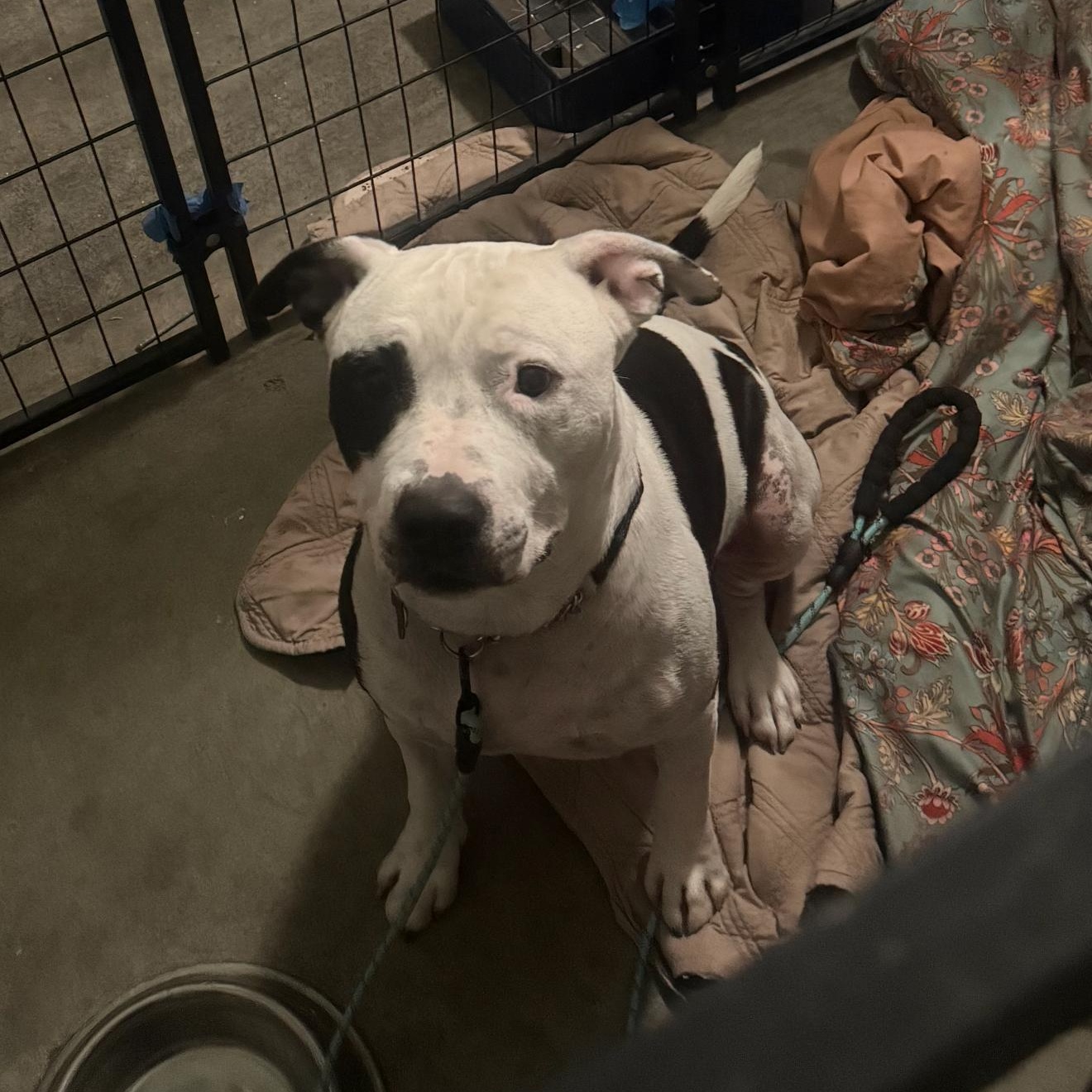 Enlarge Bucket, a Adoptable Pit Bull Terrier in Reno, NV image 2/3