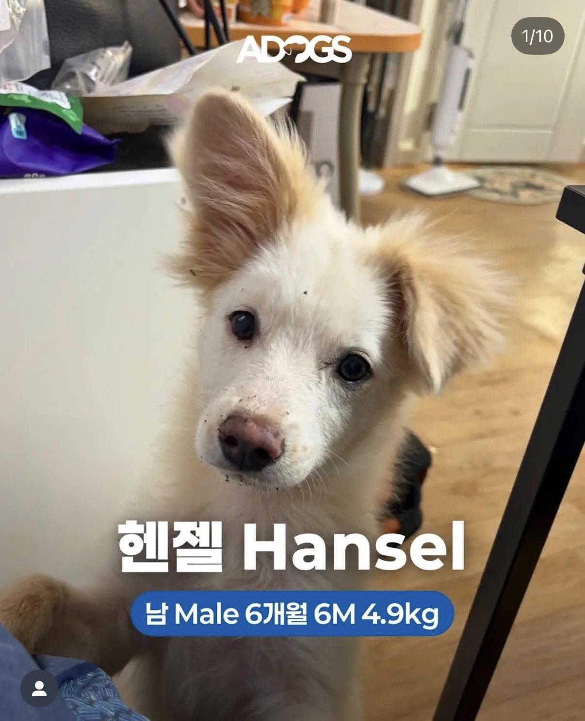 Enlarge HANSEL, a Adoptable mixed breed in Agoura Hills, CA image 1/1