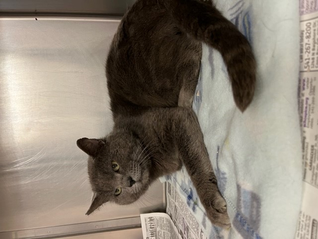 Mister, an adopted Domestic Short Hair in Coos Bay, OR_image-1