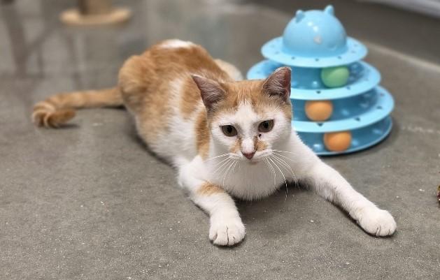 Enlarge Quinn, an adopted Domestic Short Hair in Rossville, TN image 3/6