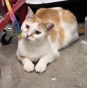 Quinn, adopted, Adult Female Domestic Short Hair.