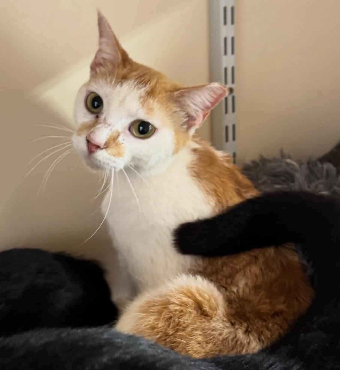 Enlarge Quinn, an adopted Domestic Short Hair in Rossville, TN image 2/6