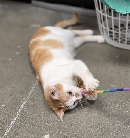 Enlarge Quinn, an adopted Domestic Short Hair in Rossville, TN image 5/6