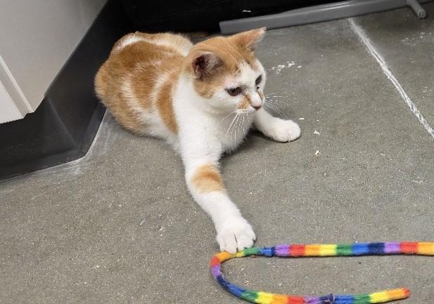 Enlarge Quinn, an adopted Domestic Short Hair in Rossville, TN image 4/6