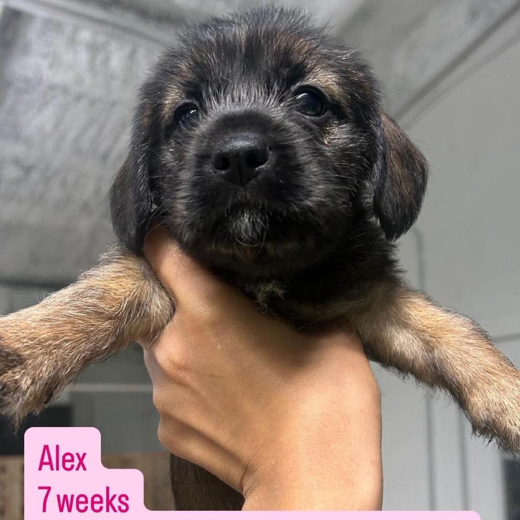 Enlarge Alex, a Adoptable mixed breed in Tampa, FL image 1/1