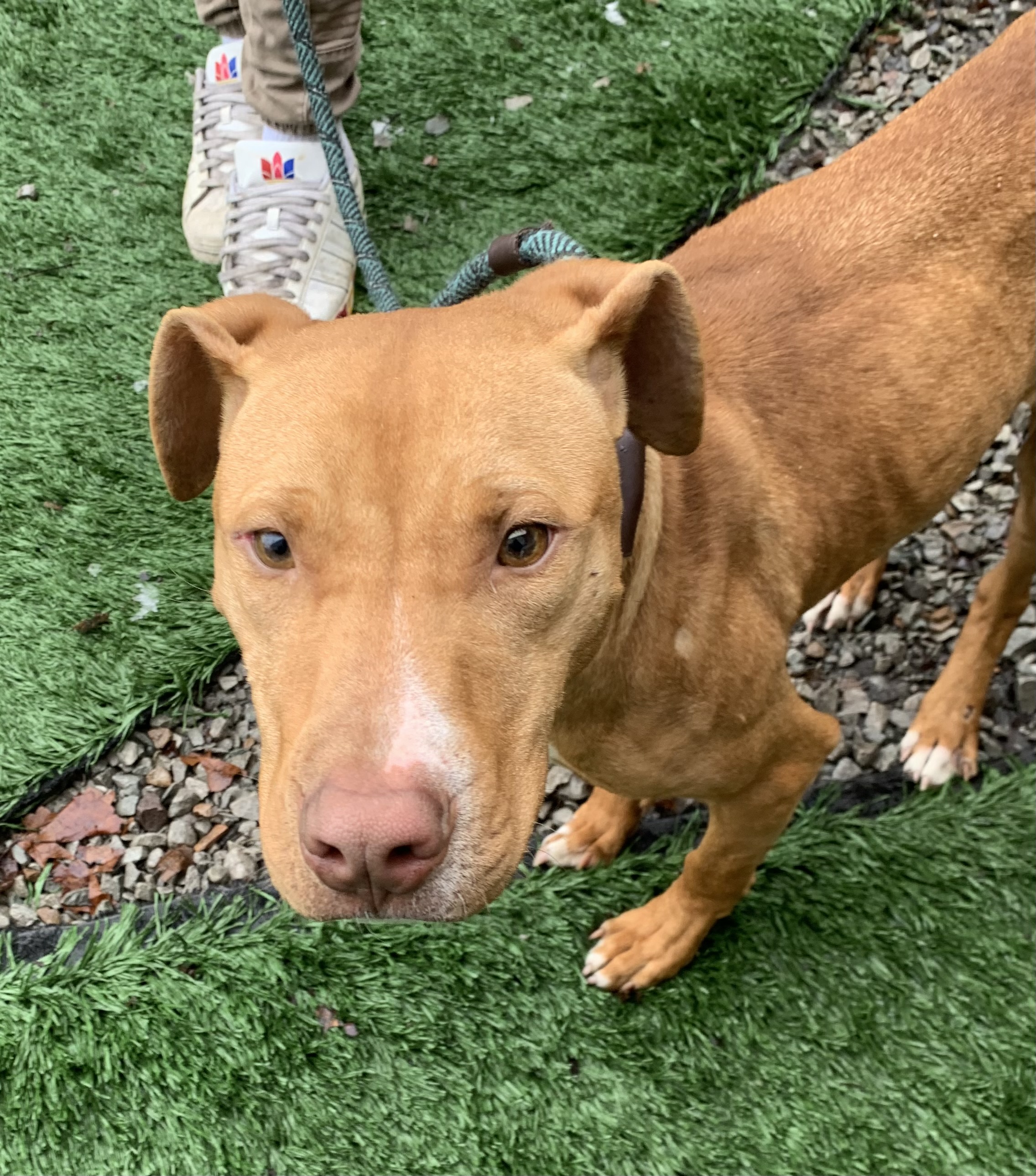 Enlarge Castle, a Adopted mixed breed in McKeesport, PA image 2/6