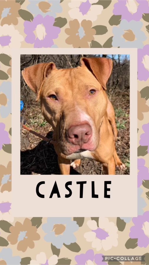 Enlarge Castle, a Adopted mixed breed in McKeesport, PA image 3/6