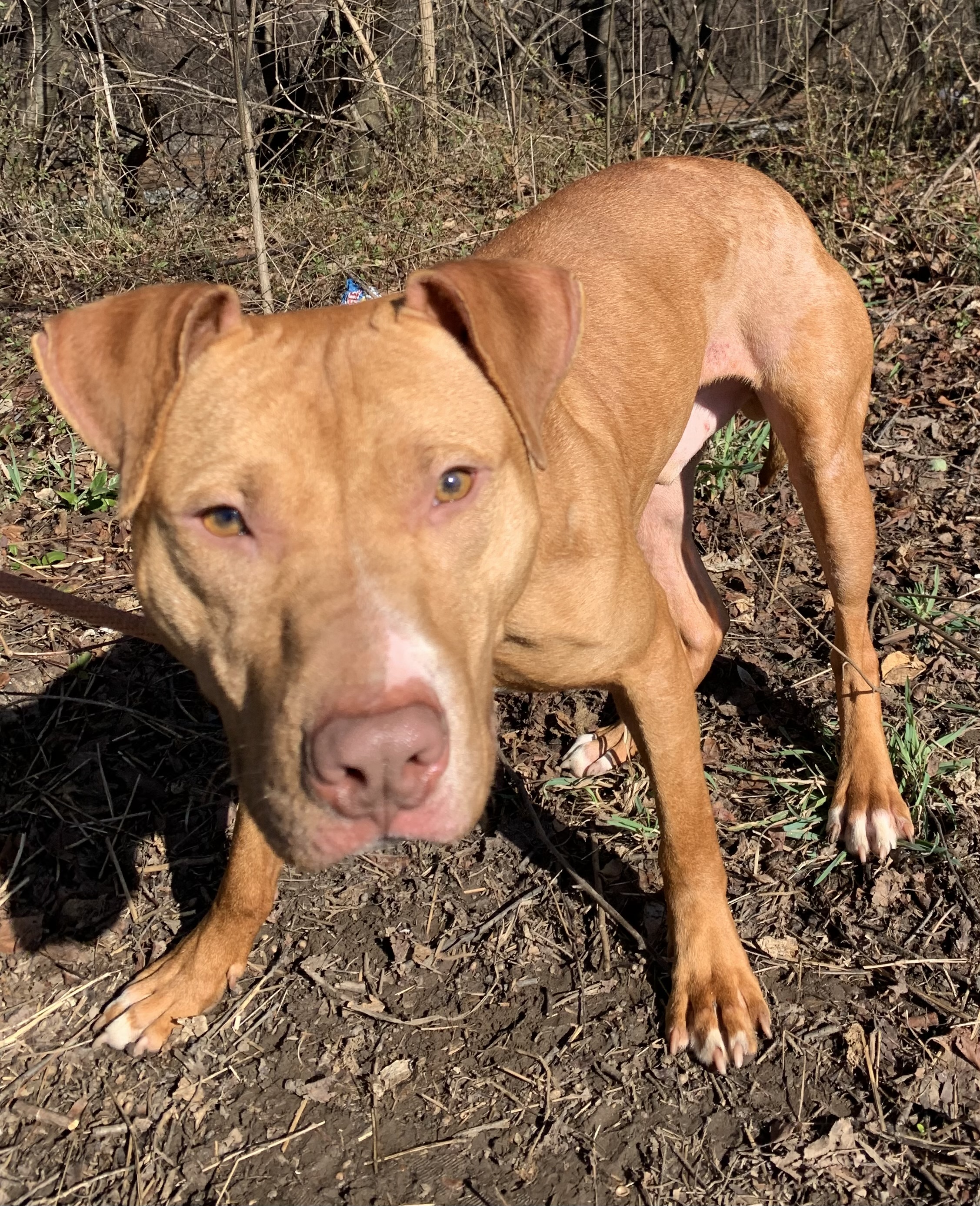 Enlarge Castle, a Adopted mixed breed in McKeesport, PA image 1/6
