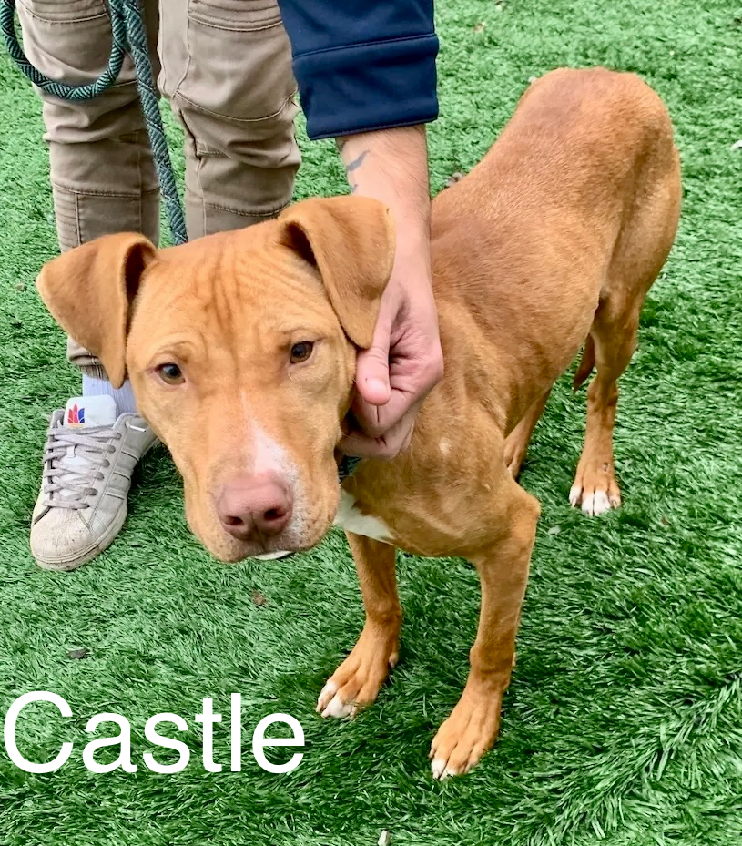 Enlarge Castle, a Adopted mixed breed in McKeesport, PA image 4/6