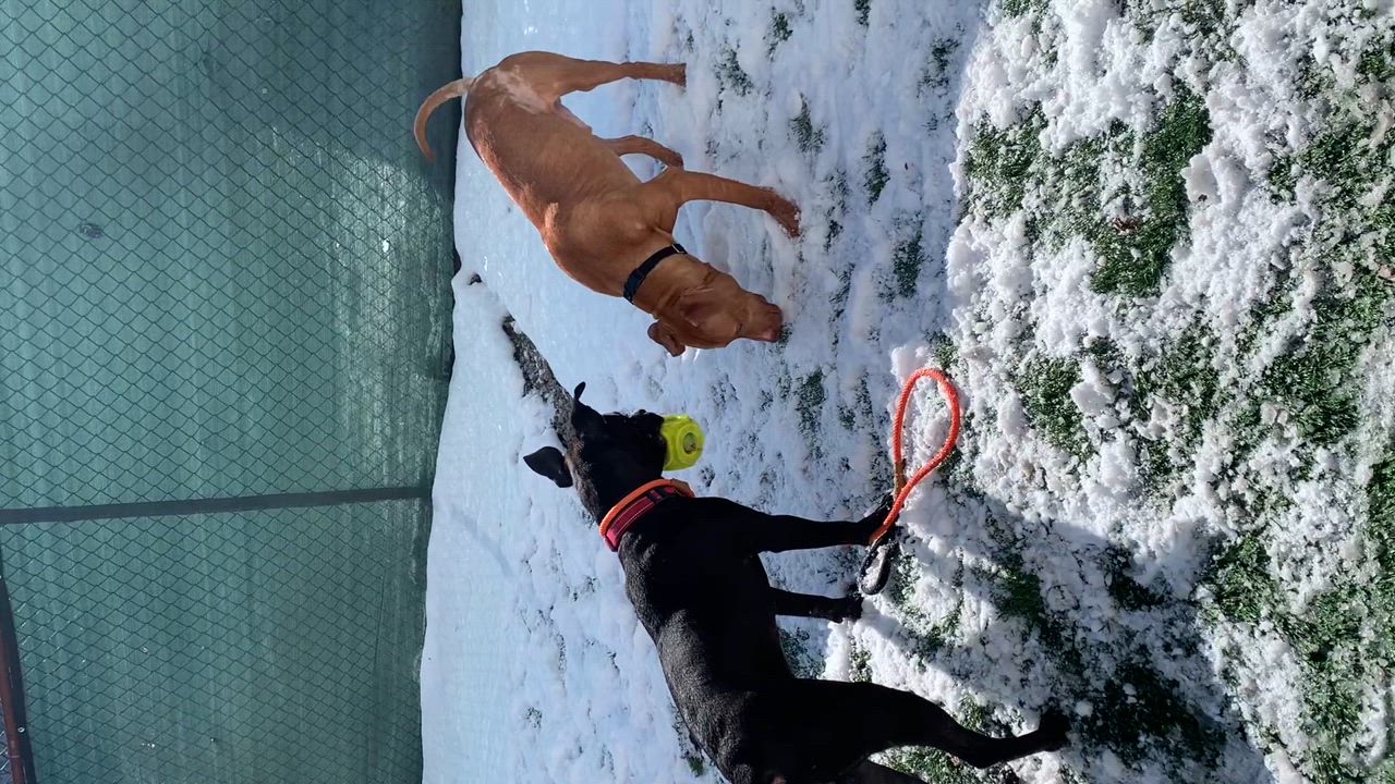 Enlarge Castle, a Adopted mixed breed in McKeesport, PA video 5/6