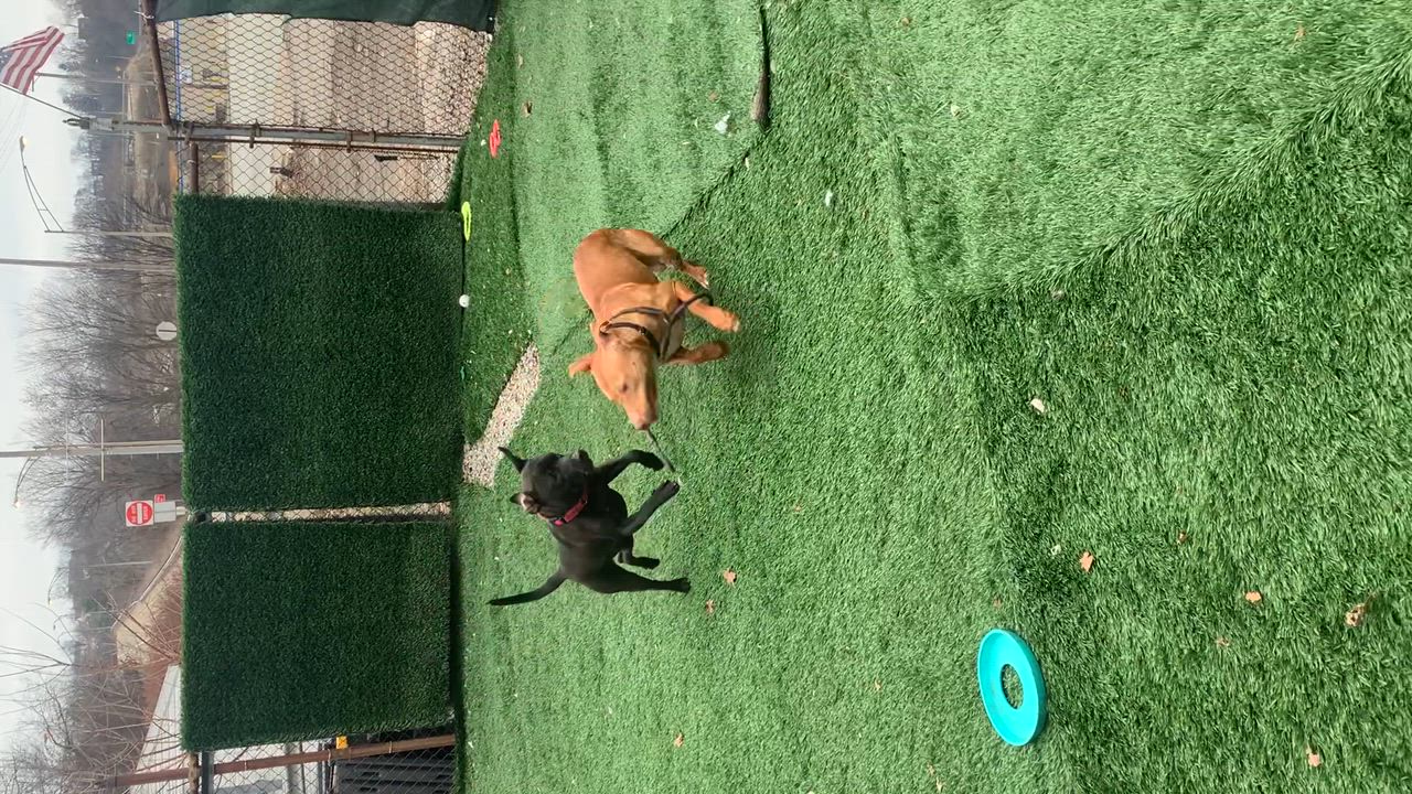 Enlarge Castle, a Adopted mixed breed in McKeesport, PA video 6/6