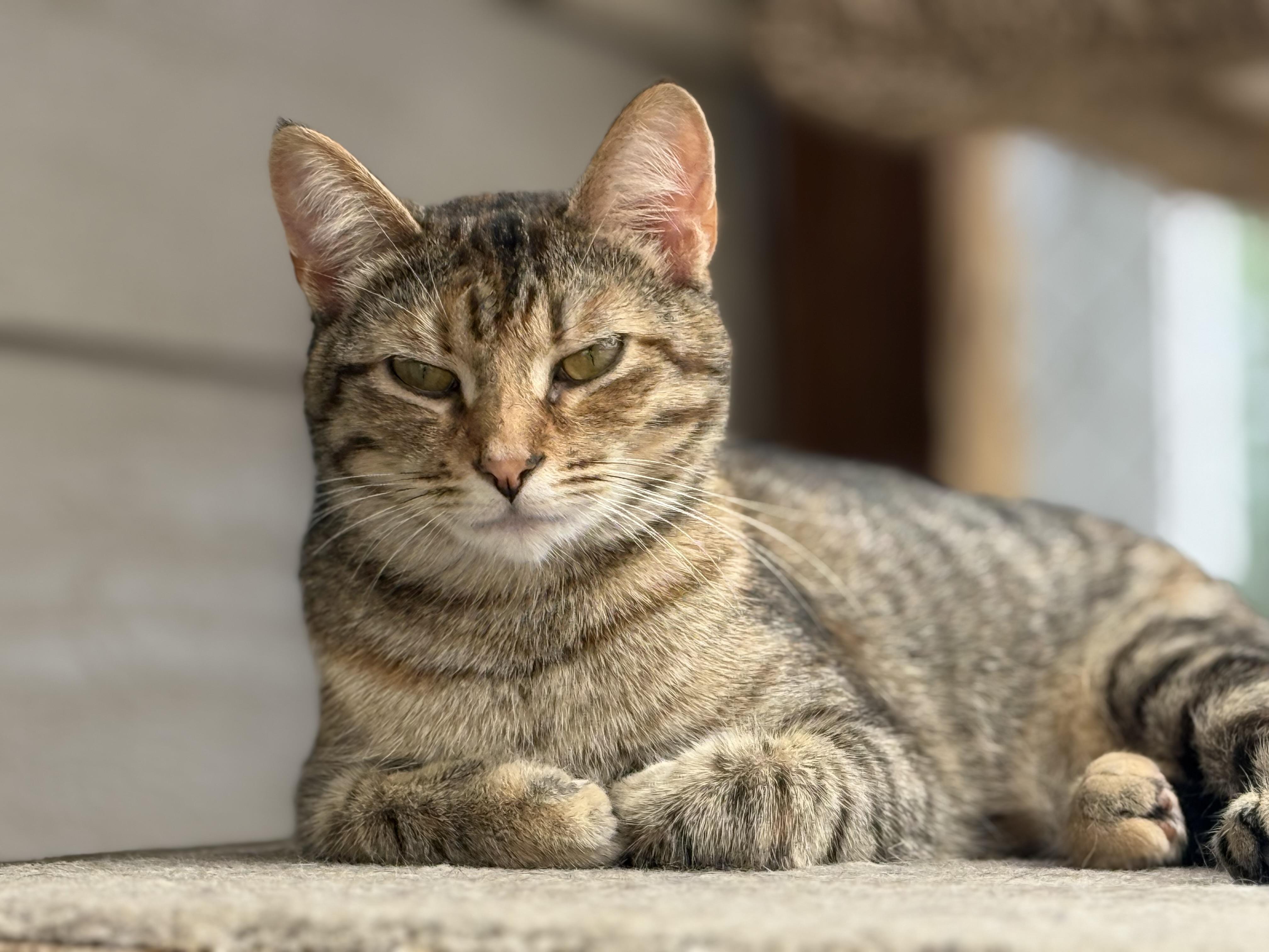 Misty, Adult Female Tabby