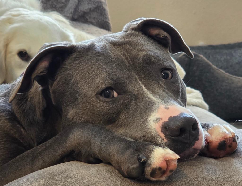 Enlarge Bhabie, a Adoptable Mixed Breed in Reno, NV image 1/6