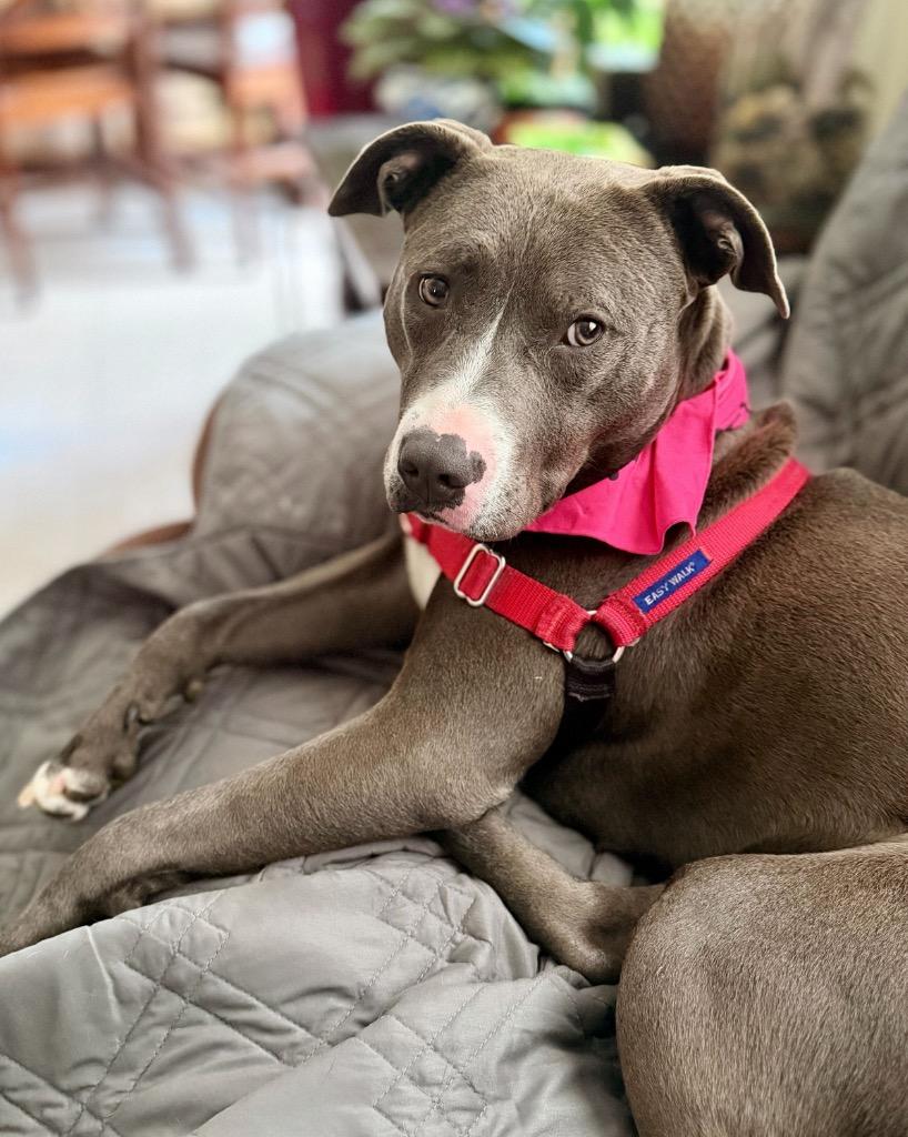 Bhabie, Adoptable, Young Female Mixed Breed.