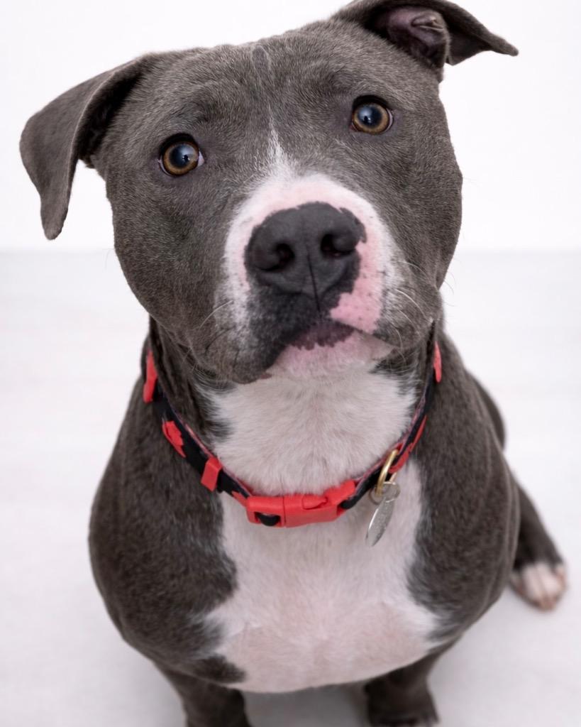 Bhabie, Adoptable, Young Female Mixed Breed.