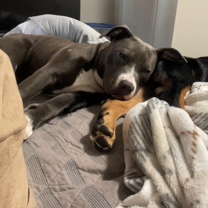 Bhabie, Adoptable, Young Female Mixed Breed.