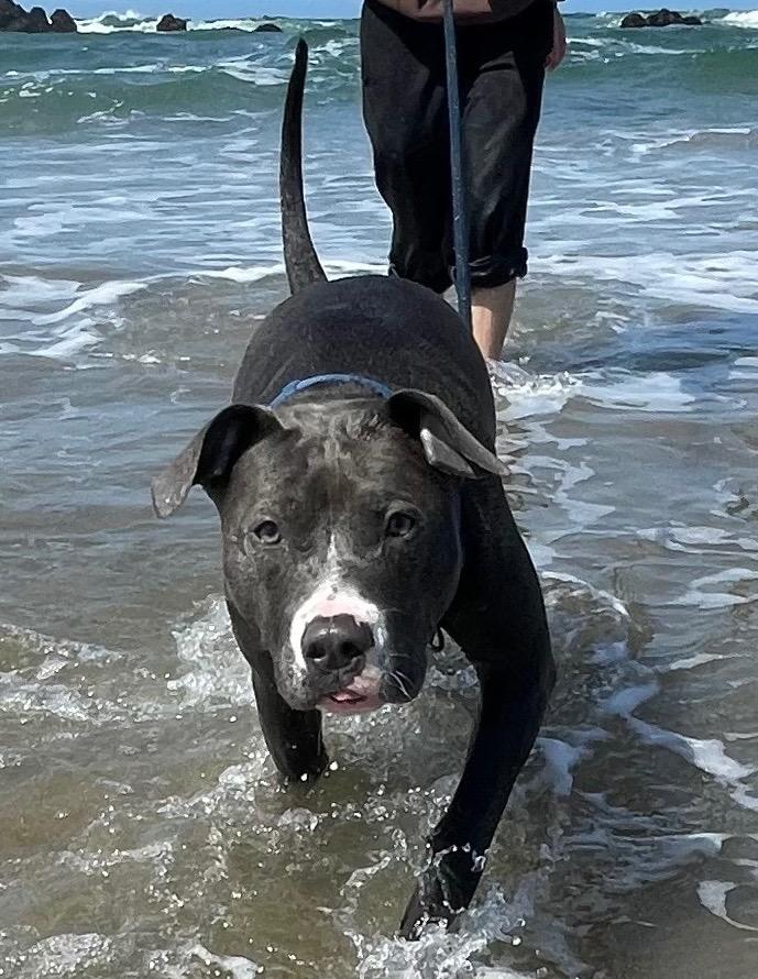 Enlarge Bhabie, a Adoptable Mixed Breed in Reno, NV image 4/6