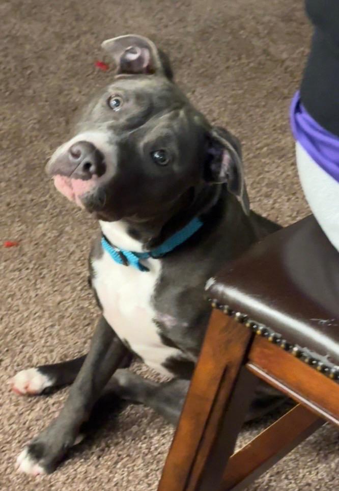 Enlarge Bhabie, a Adoptable Mixed Breed in Reno, NV image 5/6