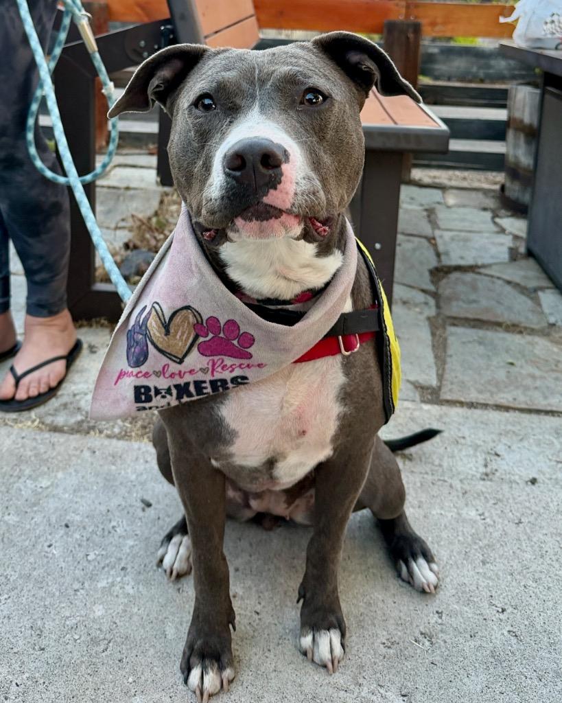 Bhabie, a Adoptable Mixed Breed in Reno, NV image 6/6